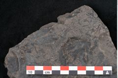 Foto (Detailansicht) von Plantae indet.  (NHMW-GEO-2024-0188-11566)